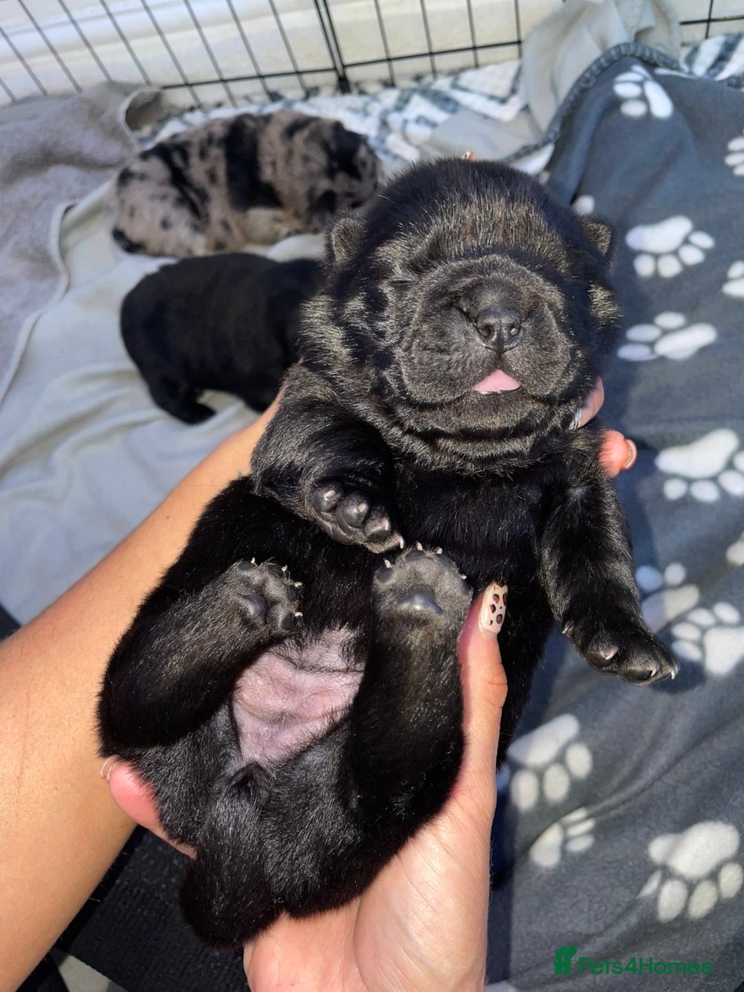 Chow Chow dogs for sale: 🐾TOP QUALITY CHOW CHOWS🐾 - Image 10
