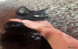 Mixed Breed cats for sale: kittens[DO NOT MESSAGE IF NOT INTERESTED] - Image 3