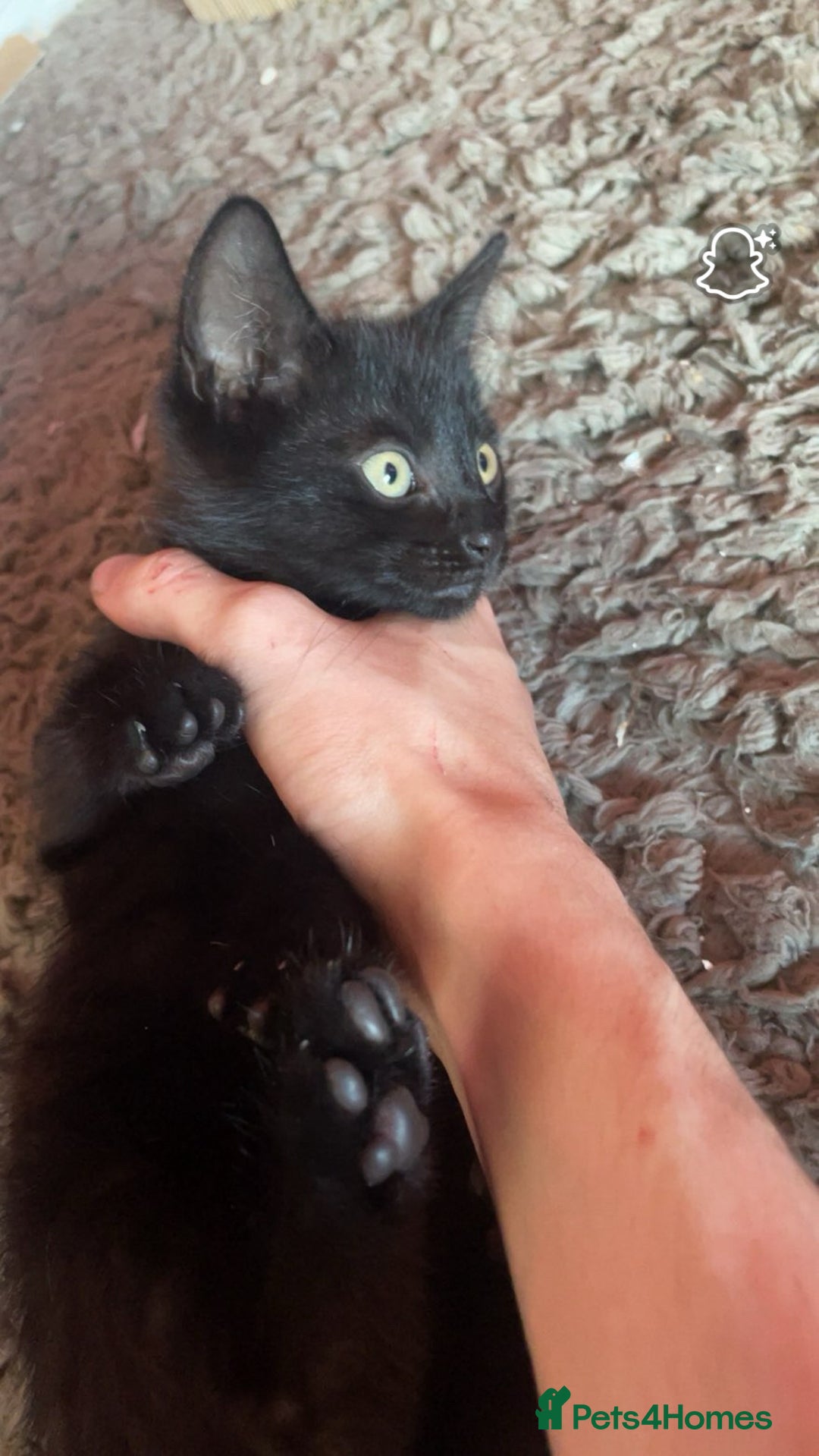 Mixed Breed cats for sale: kittens[DO NOT MESSAGE IF NOT INTERESTED] - Image 3