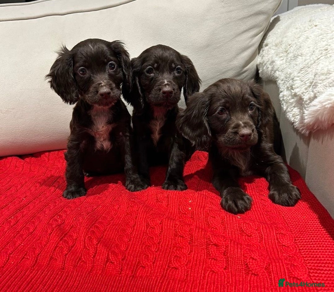 Cocker Spaniel dogs for sale: Chocolate cocker spaniel puppies ❤️ - Advert 9