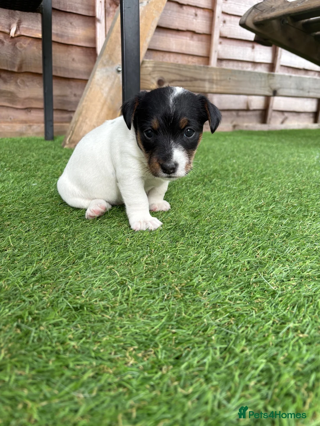 Mixed Breed dogs for sale: Sealyham x jack russel puppies - Advert 2