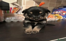 Mixed Breed dogs for sale: 10 Beautiful Rottsky Puppies  - Image 1