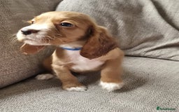 Cocker Spaniel dogs for sale: Working type cocker spaniels - last puppy! - Image 18