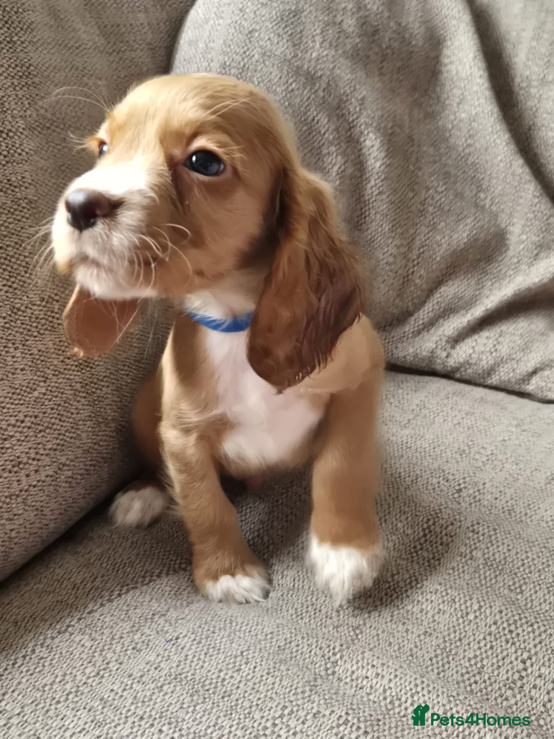 Cocker Spaniel dogs for sale: Working type cocker spaniels - last puppy! - Image 18