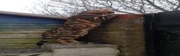 Bengal cats for sale: Yeyo. - Advert 6