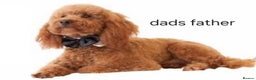 Mixed Breed dogs for sale: (Mum) Miniture aust labradoodle (dad) cockapoo - Advert 8