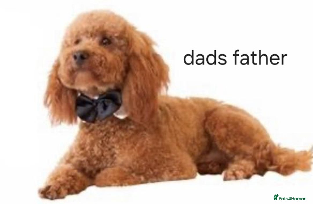 Mixed Breed dogs for sale: (Mum) Miniture aust labradoodle (dad) cockapoo - Advert 8