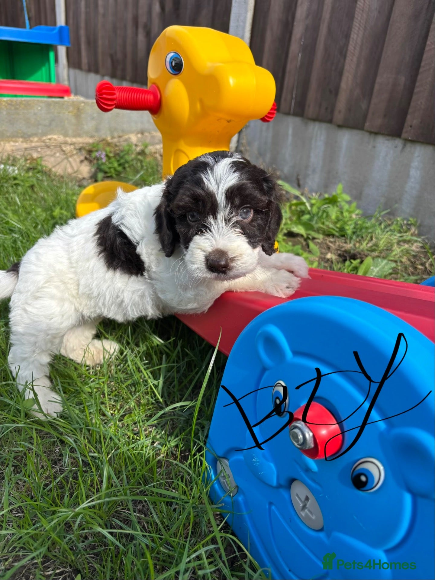 Cockapoo dogs Cockapoo puppies boys and girls  - Advert 2