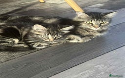 Maine Coon cats for sale: Maine coone mix lovely kitten in Leeds - Image 14