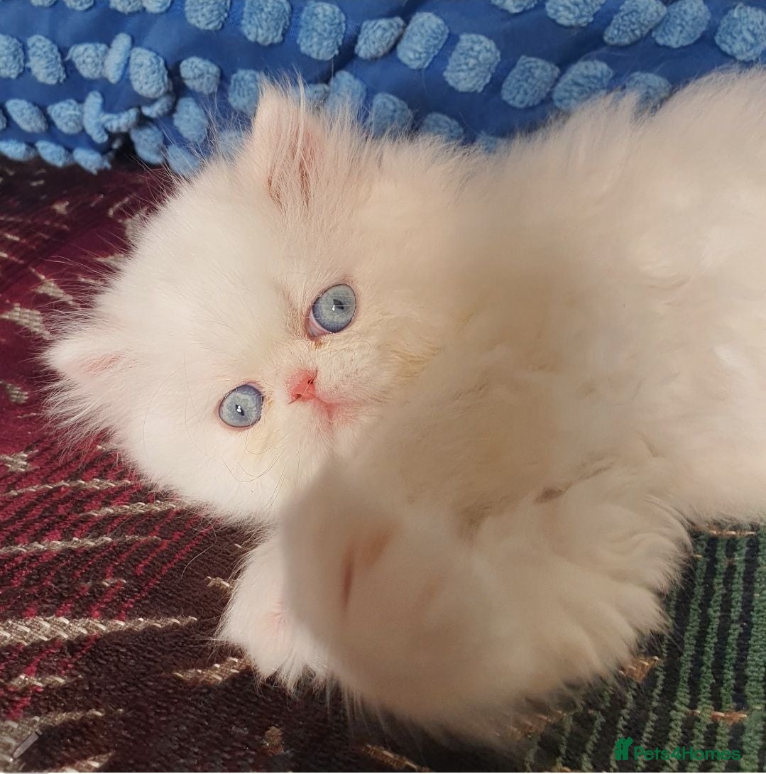 Persian cats 🎀🎀 GCCF Persian Kitten 🎀🎀 - Advert 3