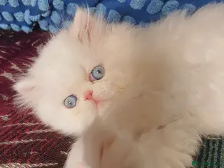Persian cats 🎀🎀 GCCF Persian Kitten 🎀🎀 - Advert 3