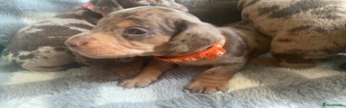 Miniature Dachshund Puppy 1