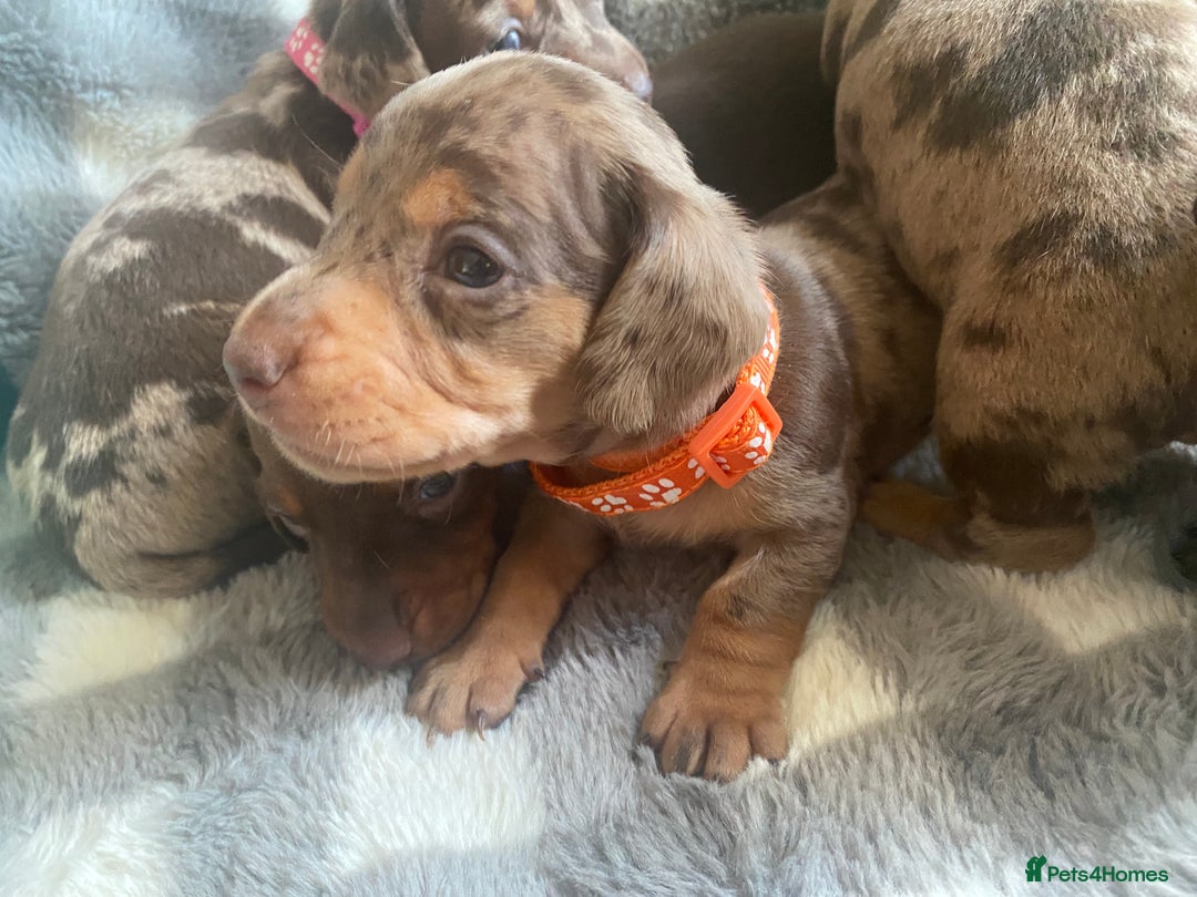 Miniature Dachshund dogs for sale: True Miniature Dachshunds KC Reg - Advert 13