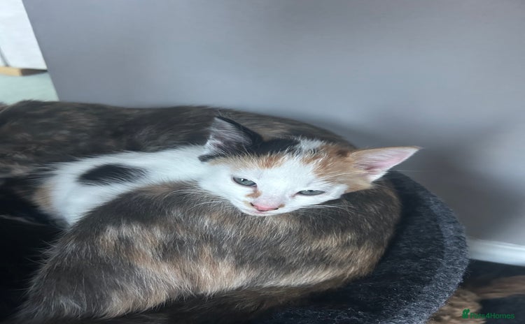 Mixed Breed cats - Advert 15