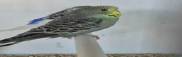Budgerigars birds for sale: Baby Budgies, Adult Budgies, and Cockatiels  - Advert 15