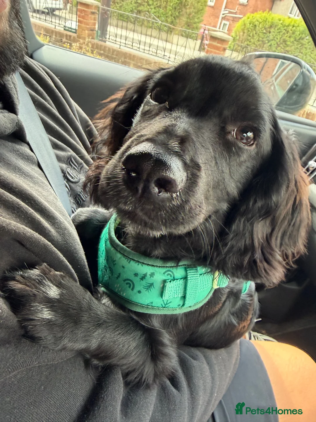 Cocker Spaniel dogs for sale: Cocker Spaniel Looking For Forever Home - Advert 2