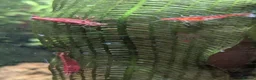 Shrimps fish for sale: Neocaridina Shrimp ♥️🖤🧡  Ramshorn Snails 🩷💙 - Advert 4