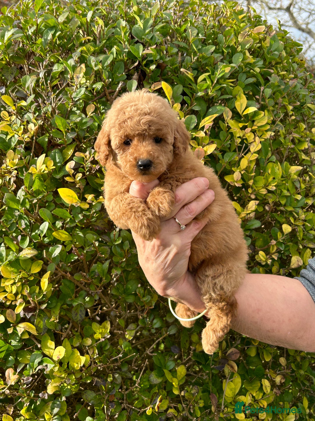 Miniature Poodle dogs for sale: Miniature poodles - Image 14