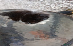 Mixed Breed cats for sale: Fluffy kittens - Image 3