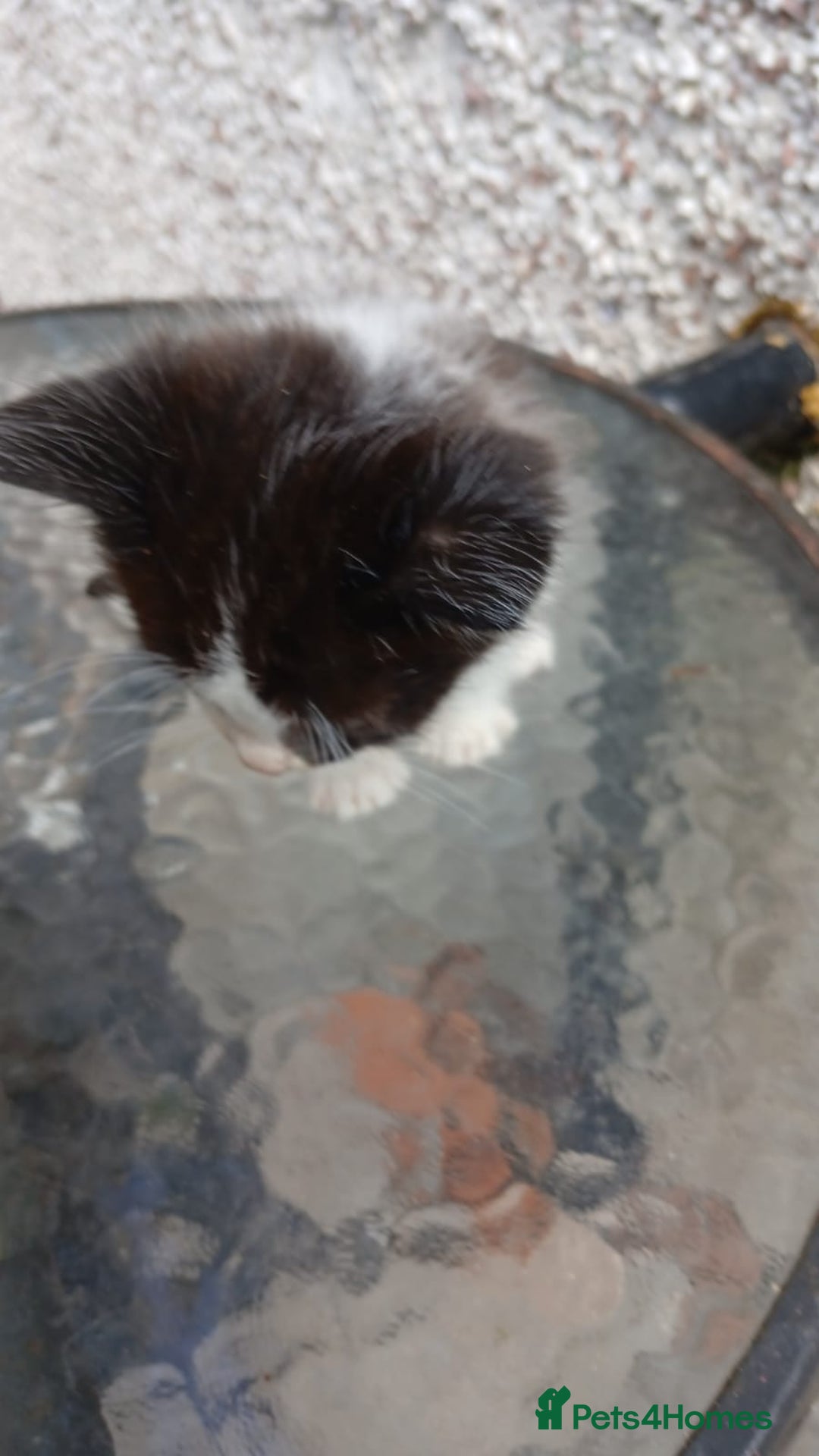 Mixed Breed cats for sale: Fluffy kittens - Image 3