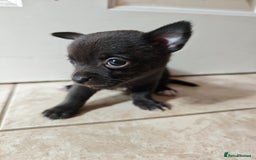 Chihuahua dogs for sale: Micro Chihuahua Puppies - Exceptional Lines - Image 22