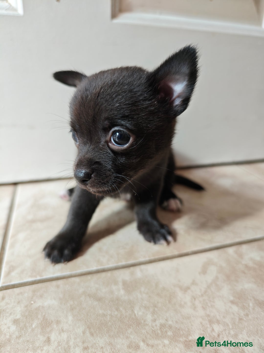Chihuahua dogs for sale: Micro Chihuahua Puppies - Exceptional Lines - Image 22