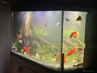 Goldfish fish Goldfish - Advert 1