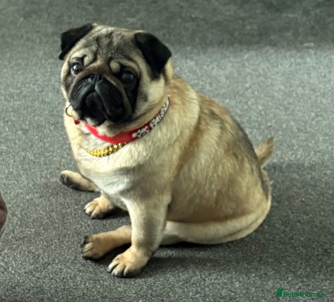 Pug dogs for sale: Stunning pug boy - Image 5