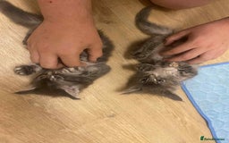 Maine Coon cats for sale: Xl mainecoon kittens full breed non reg  - Image 5