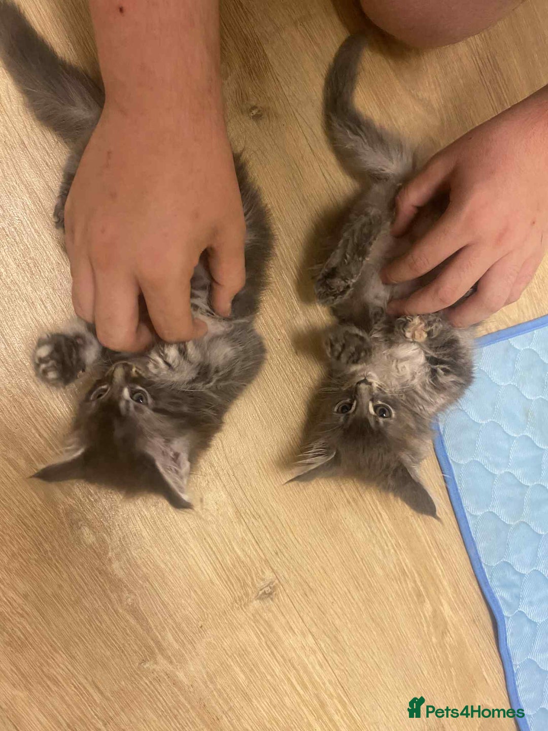 Maine Coon cats for sale: Xl mainecoon kittens full breed non reg  - Image 5