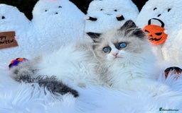 Ragdoll cats for sale: 🌸 GCCF Registered 🌸Exceptional Pedigree Ragdolls - Image 1