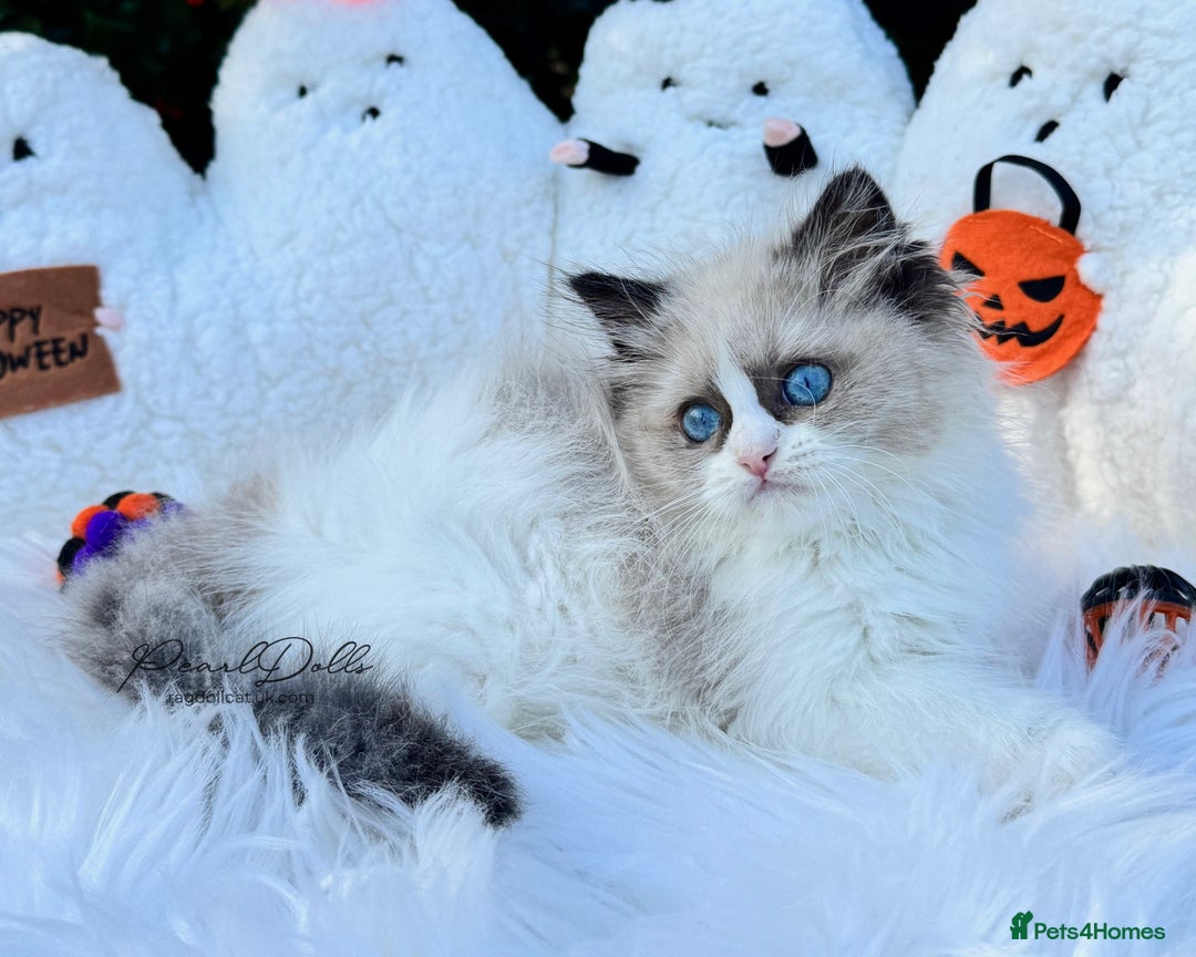 Ragdoll cats for sale: 🌸 GCCF Registered 🌸Exceptional Pedigree Ragdolls - Image 1