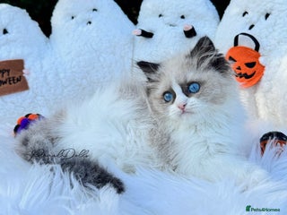 Ragdoll cats - Advert 1