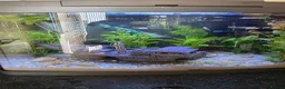 Live Bearers fish for sale: ENDLERS - Advert 2