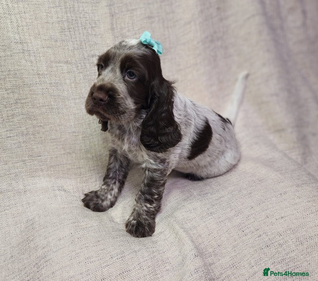 Cocker Spaniel dogs for sale: Show type unique markings cocker spaniel puppies  - Advert 20