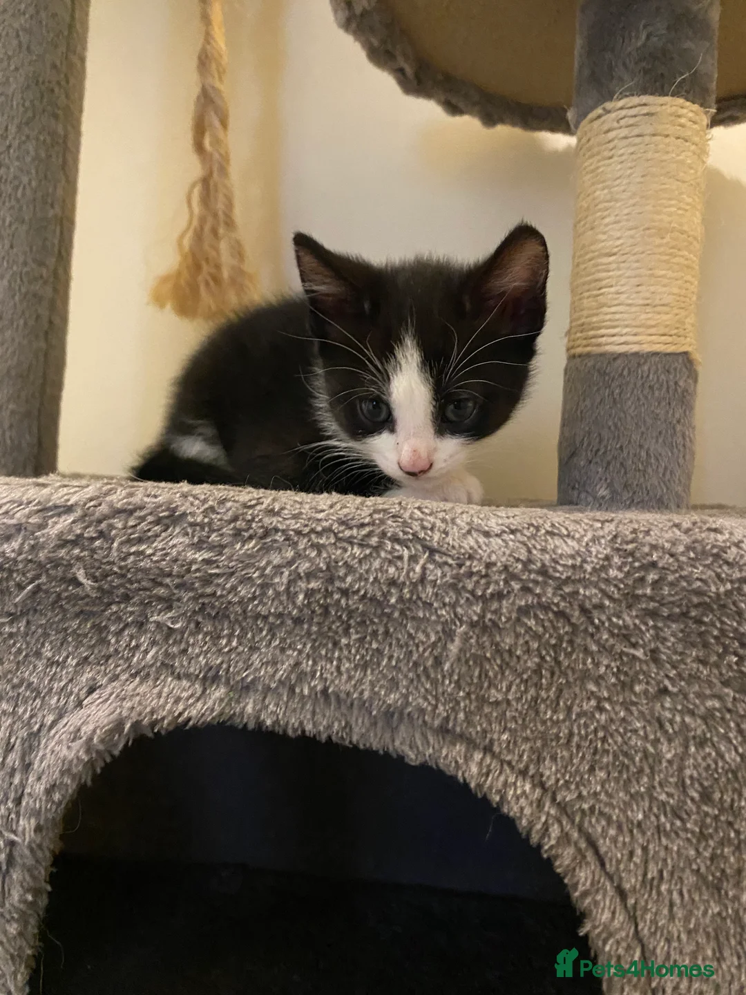 Mixed Breed cats for sale: 3 male kittens  - Advert 4