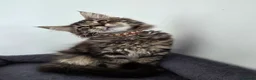 Maine Coon cats for sale: Maine coon pedigree kittens  - Advert 36