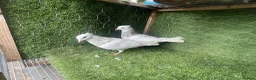 Pigeons birds for sale: Vaccinated Pakistani Pigeons – 20 Pairs - Advert 8