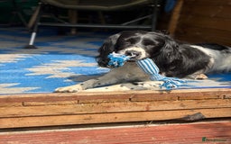 Sproodle dogs for sale: Spoodles - Image 7