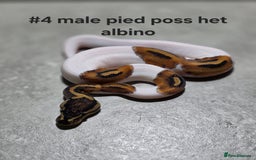 Python Snake reptiles for sale: Hatchling royal pythons  - Image 6