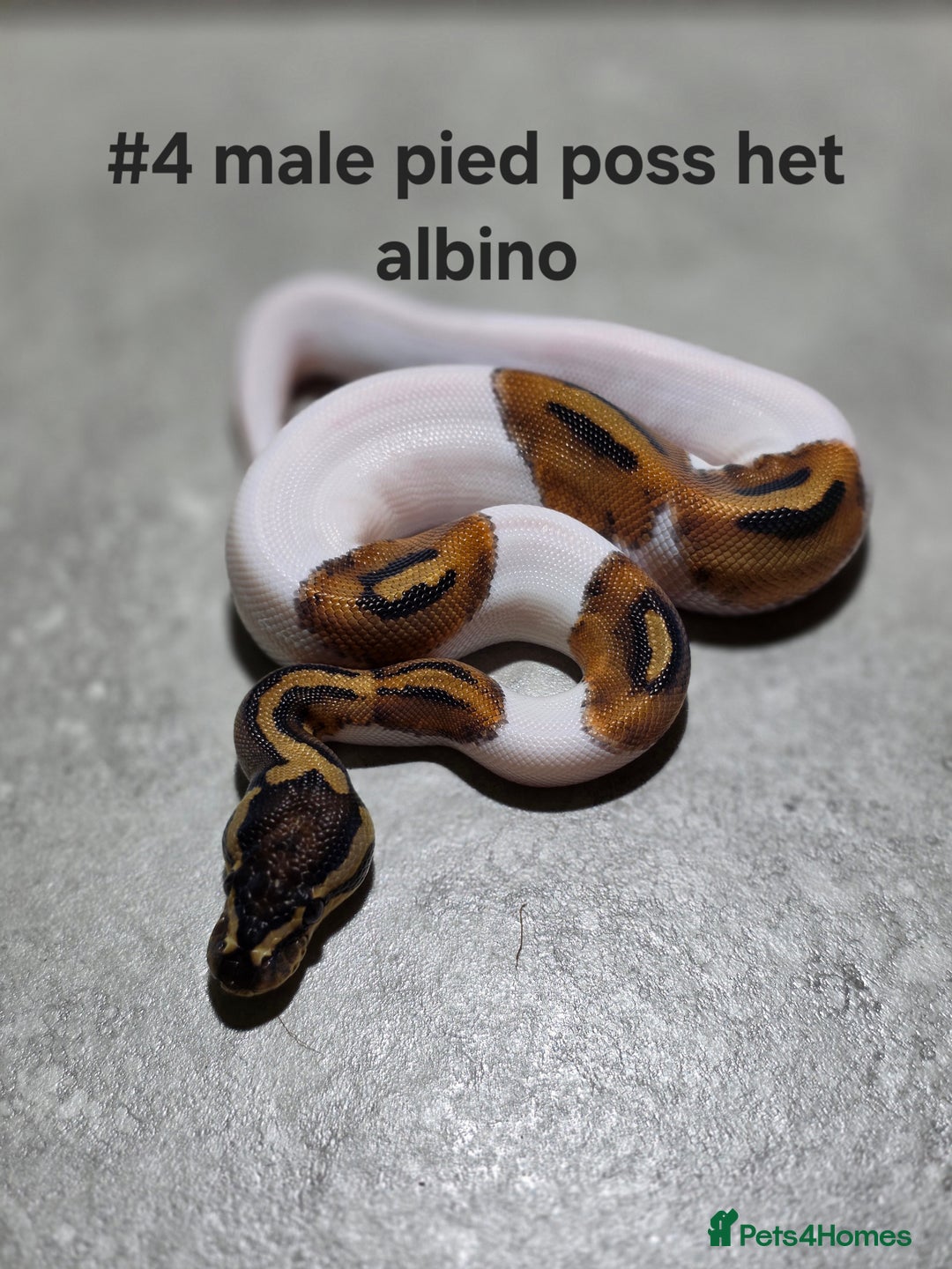 Python Snake reptiles for sale: Hatchling royal pythons  - Image 6