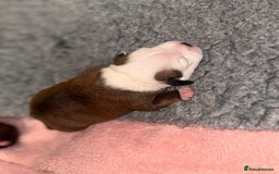 Staffordshire Bull Terrier dogs for sale: KC Staffordshire Bull Terrier - Image 21