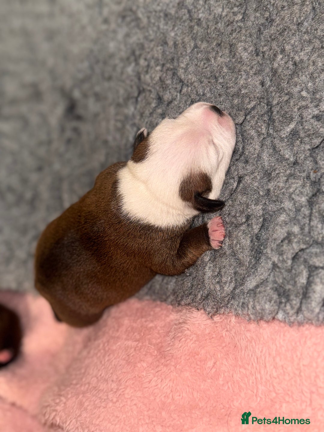 Staffordshire Bull Terrier dogs for sale: KC Staffordshire Bull Terrier - Image 21