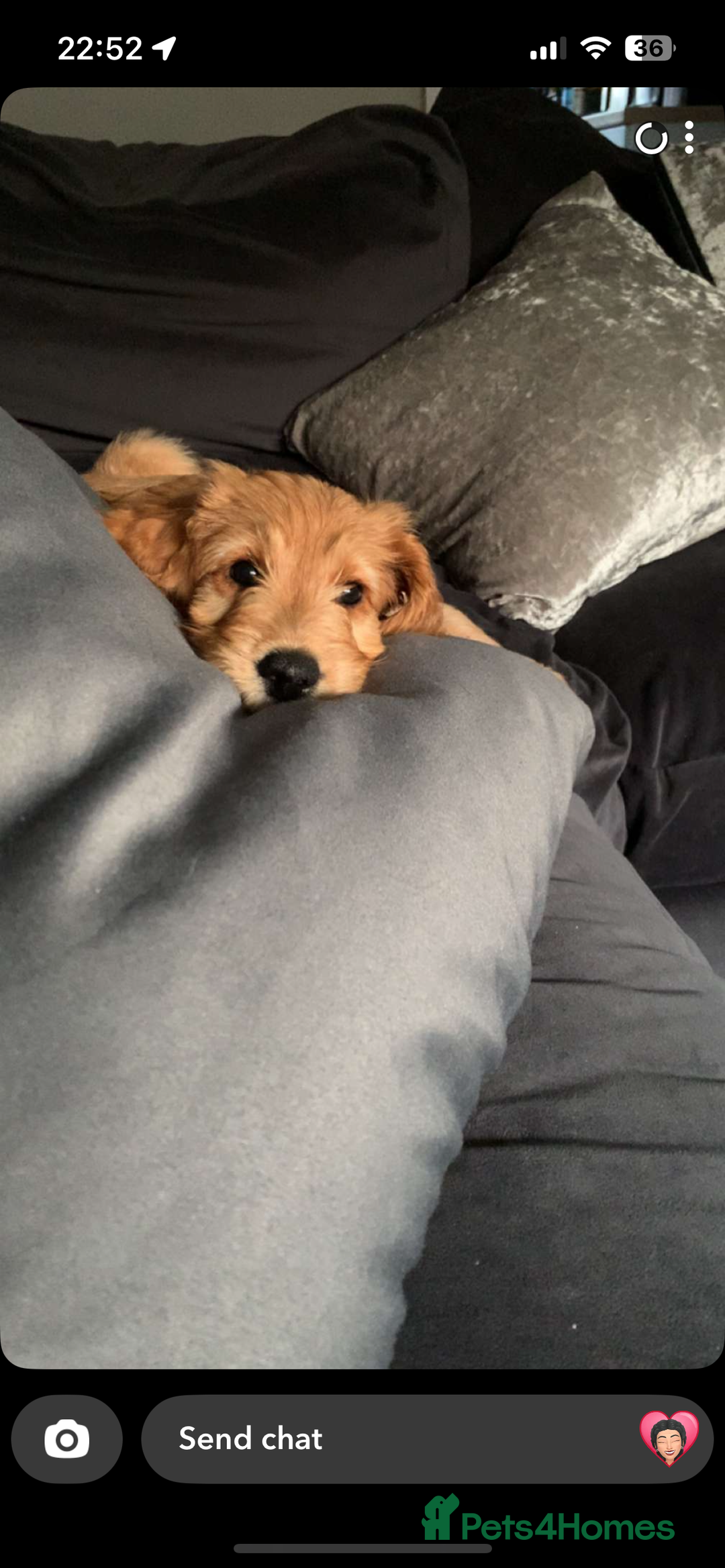Goldendoodle dogs for sale: ⭐️ F1 Outstanding Golden Doodles ⭐️ - Image 7