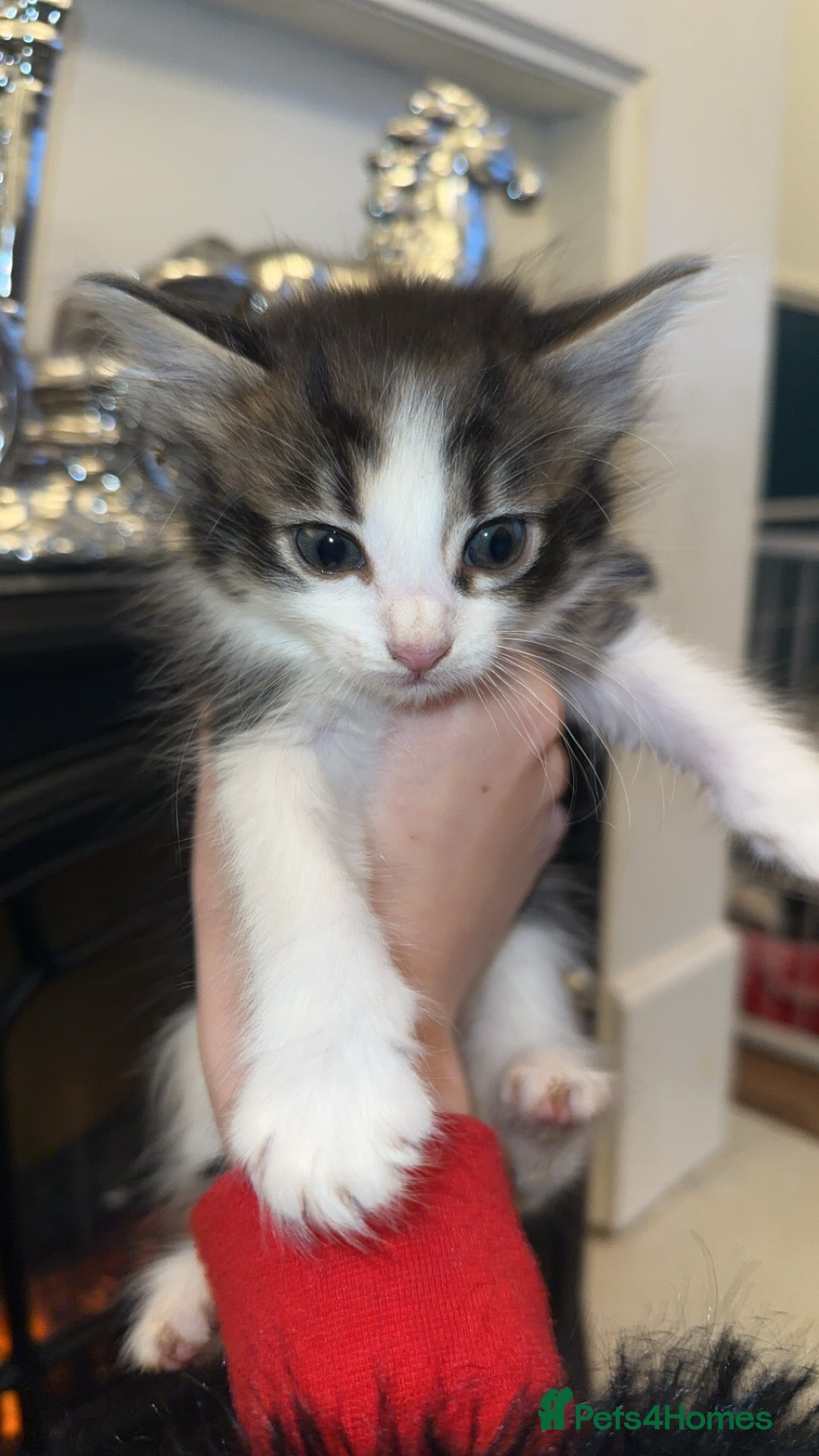 Domestic Shorthair cats Beautiful mix of kittens  - Advert 1