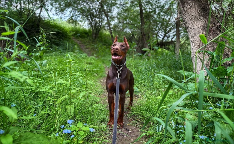 Dobermann dogs - Advert 1