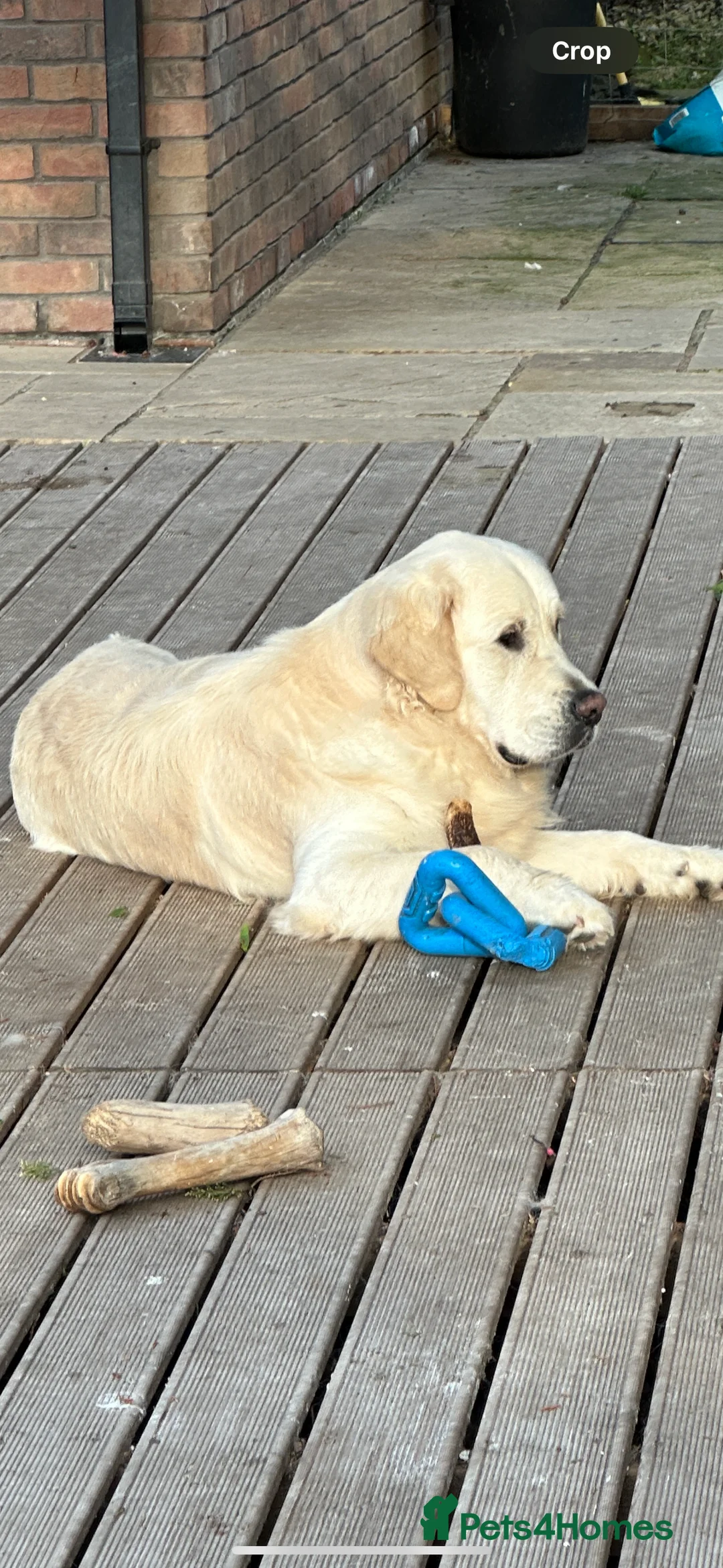 Golden Retriever dogs for stud: STUD KC FULLY HEALTH TESTED PROVEN TRAMIN IMPORT in Blackpool - Advert 2