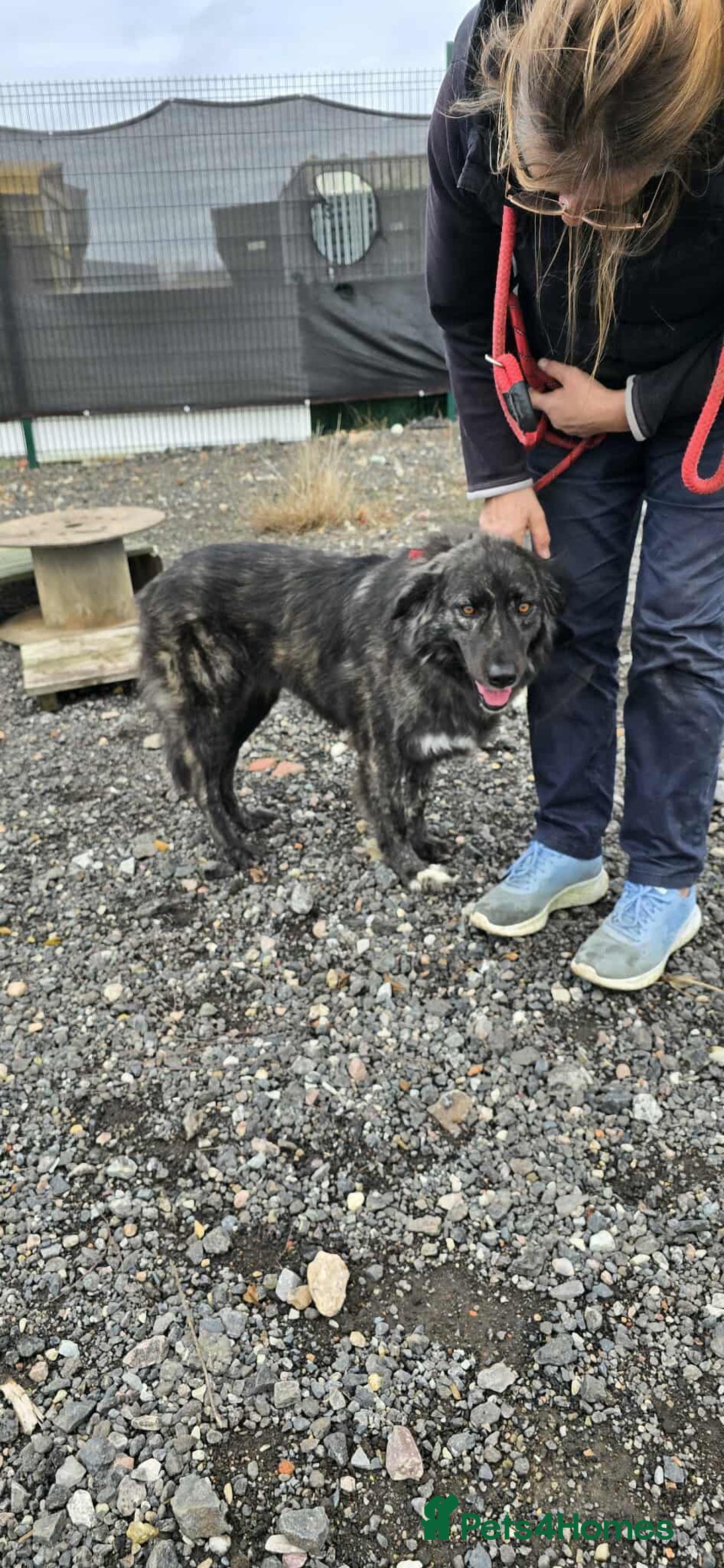 Mixed Breed dogs for adoption: MAGGIE - Image 6