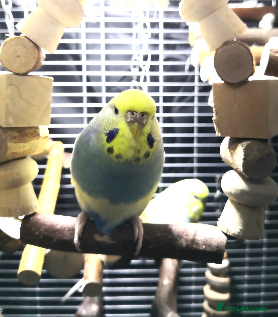 Budgerigars birds for sale: Budgies for Sale - Advert 2