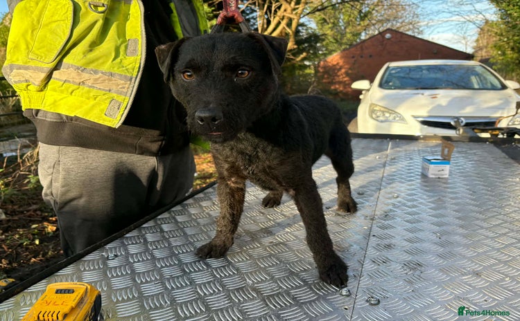 Patterdale Terrier dogs Patterdale  - Advert 2